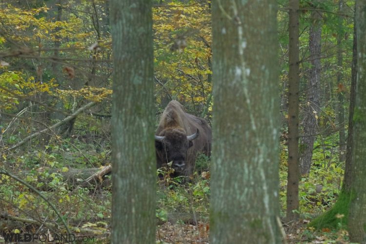 Wild Bison At Close, Białowieża Forest, Photo By Andrzej Petryna