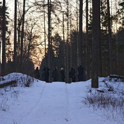 Wolf Tracking Trip At Dawn, Białowieża Forest