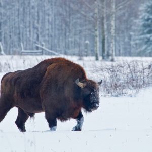 Białowieża Forest & Biebrza Marshes – Wild Poland