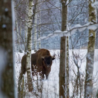 European Bison In The Białowieża Forest By Łukasz Mazurek