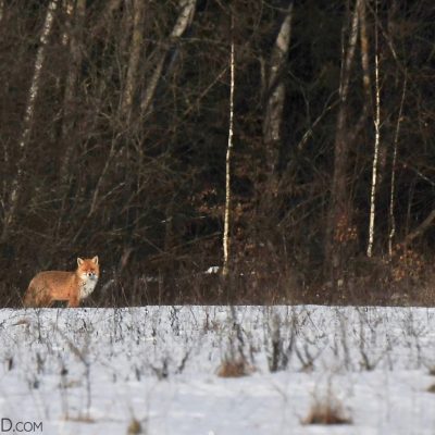 Red Fox In The Białowieża Forest By Joanna Smerczyńska
