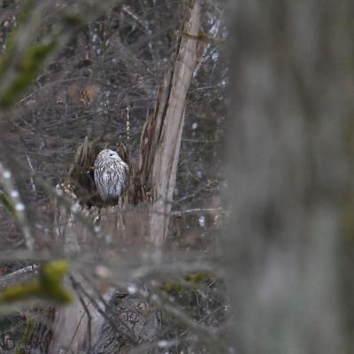 Tawny Owl In The Białowieża Forest By Irek Smerczyński