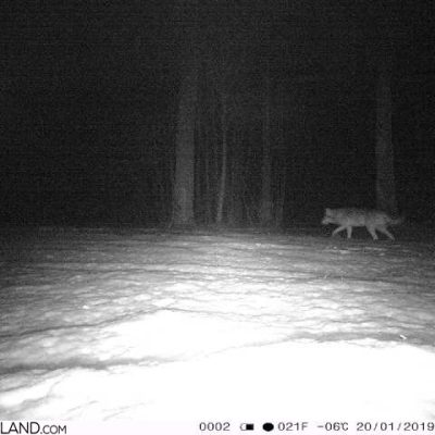Wolf In The Białowieża Forest At Night. Camera Trap.