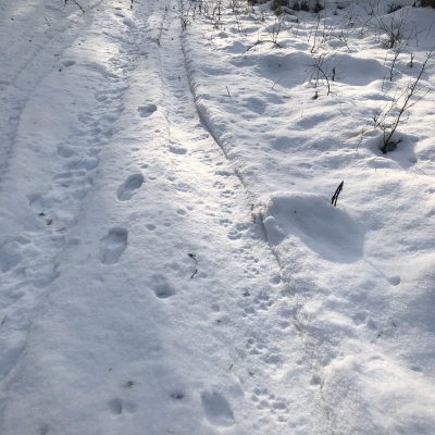 Tracking Wolves In The Białowieża Forest - Fresh Wolf Footprints In The Snow.