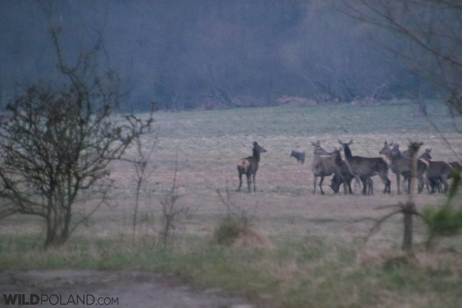 one of the wolves joins Red Deer at the meadow