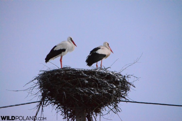 White Stork And Snow-dusted Nest, Photo By Michał Skierczyński