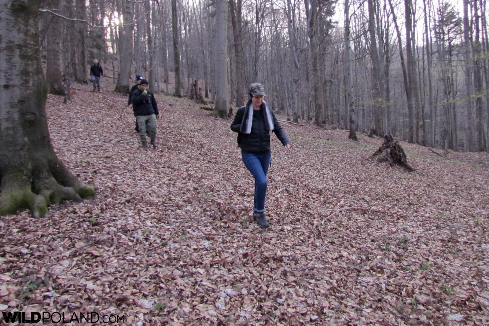 the Carpathian beech forest