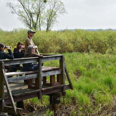 Birdwatching In The Biebrza Marshes