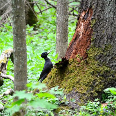 Black Woodpecker Feeding On The Ground Level In The Białowieża National Park