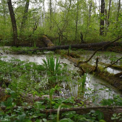 Bog Birch Forest In The Biebrza Marshes