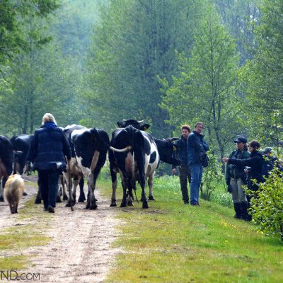 Cattle On The Trail In The Biebrza National Park