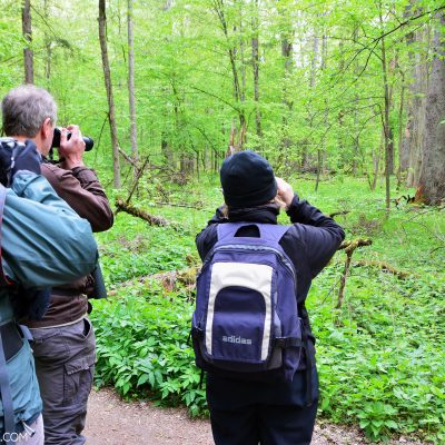 Watching A Black Woodpecker In The Białowieża National Park