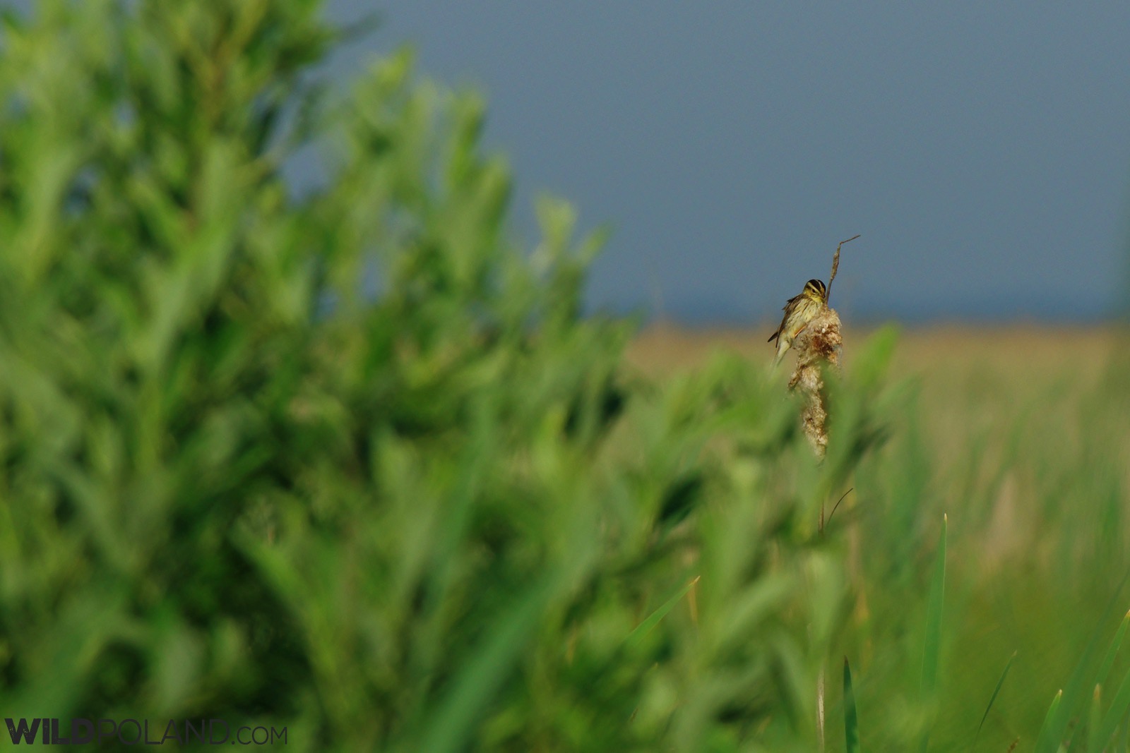 Aquatic Warbler in the Biebrza Marshes