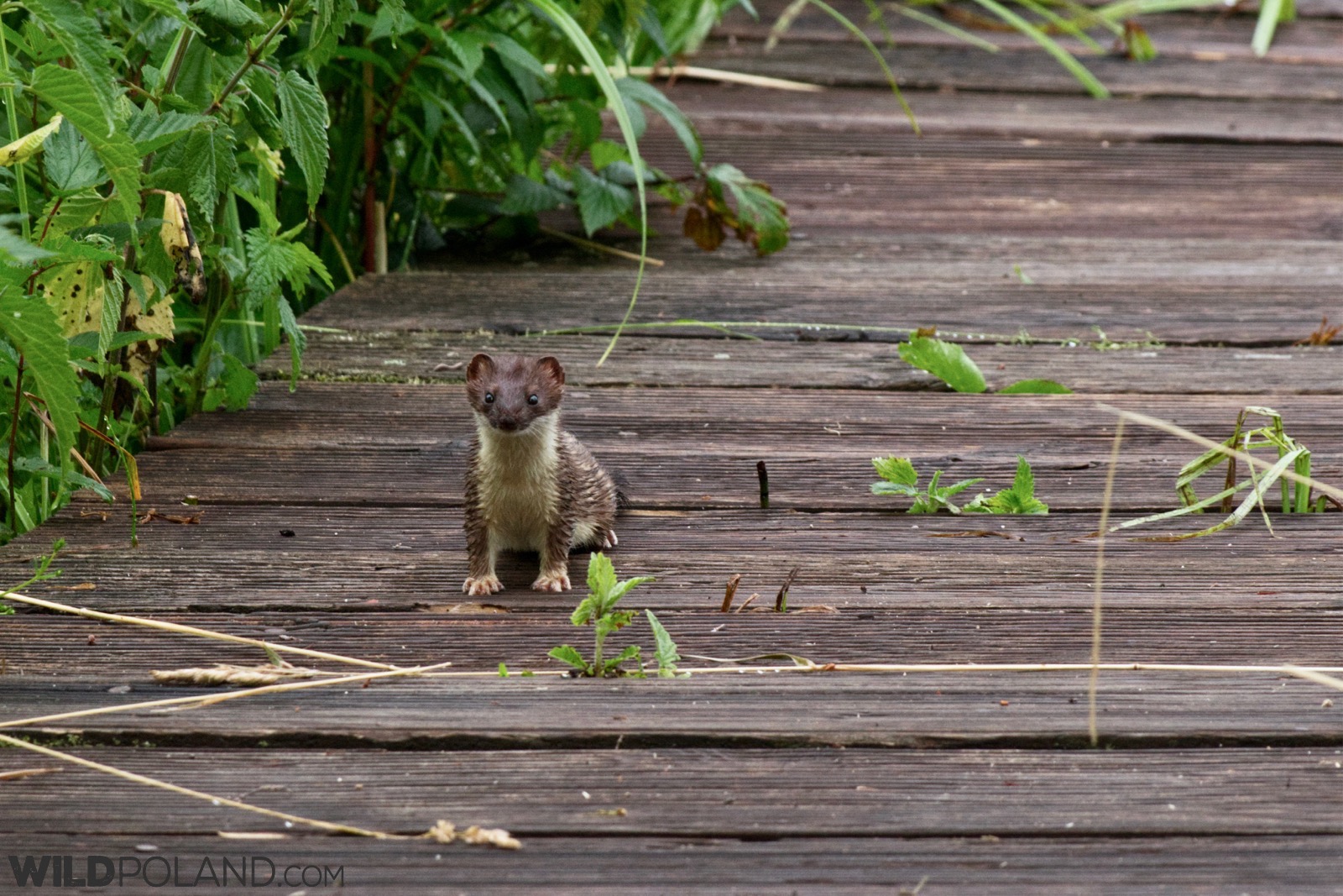 Stoat in the Biebrza Marshes