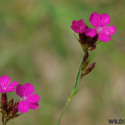 Carthusian Pink, Photo By Andrzej Petryna