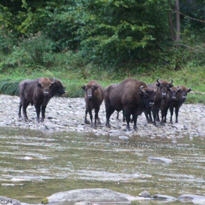 European Bison Seen Early Morning In The Bieszczady Mountains, Eastern Carpathians