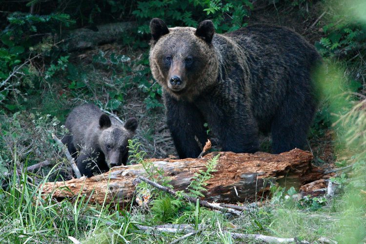 Carpathian Mammals - In Search Of Wolves, Bears And Lynx