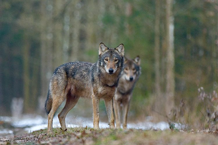 Wolves In The Białowieża Forest By Adam Buszko