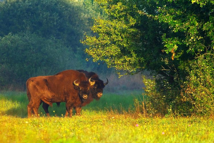 Bison In The Białowieża Forest