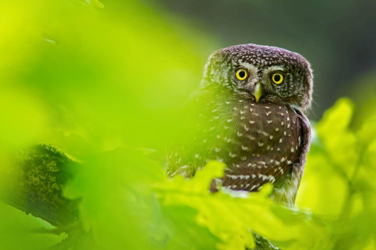 Pygmy Owl In The Białowieża Forest By Adam Panfiluk