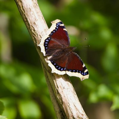 Camberwell Beauty In The Białowieża Forest