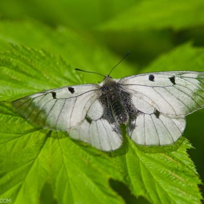 Clouded APollo In The Biebrza Marshes