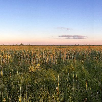 Fen Mire In The Biebrza National Park