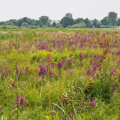 Wildflowers Meadow In The Biebrza Marshes