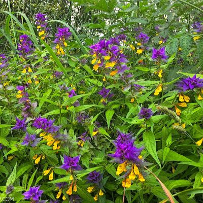 Wood Cow Wheat Melampyrum Nemorosum In The Biebrza National Park