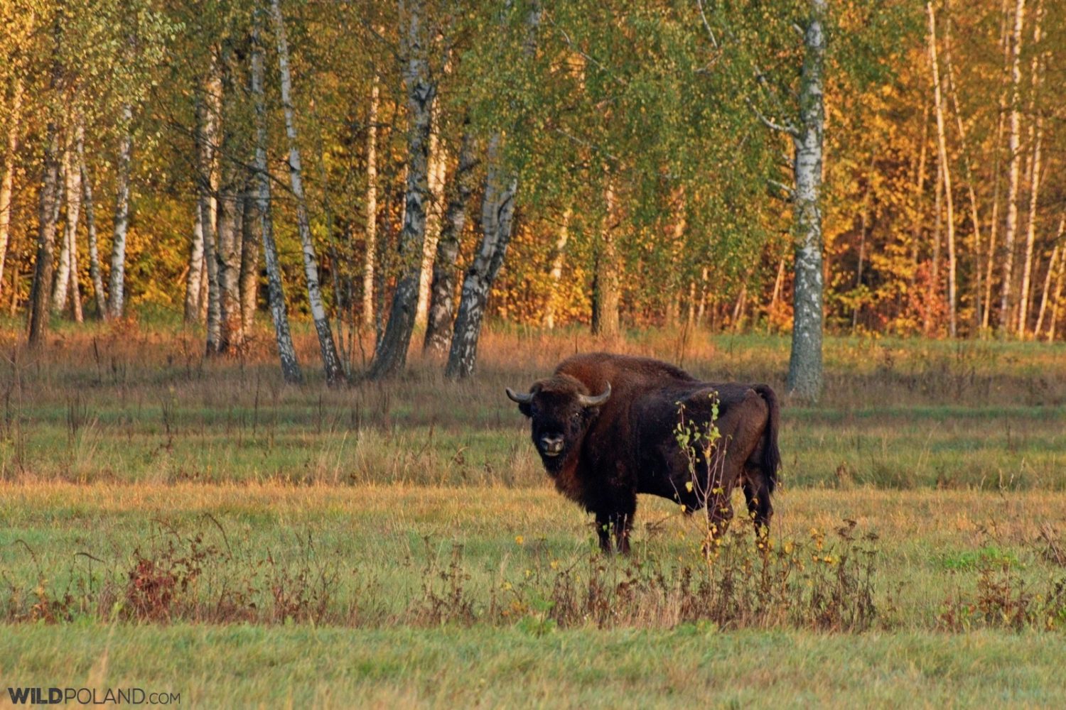 Primeval Forest & Marshes - Wild Poland