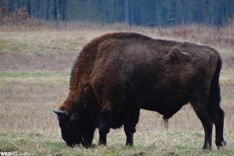 Bison Safari - Wild Poland