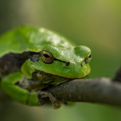 Tree Frog By Alice Hunter