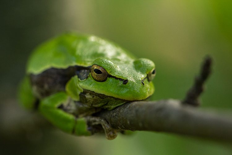 Tree Frog By Alice Hunter