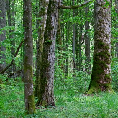 Białowieża Forest In May