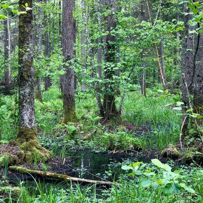 Bog Alder Carr In The Białowieża Primeval Forest