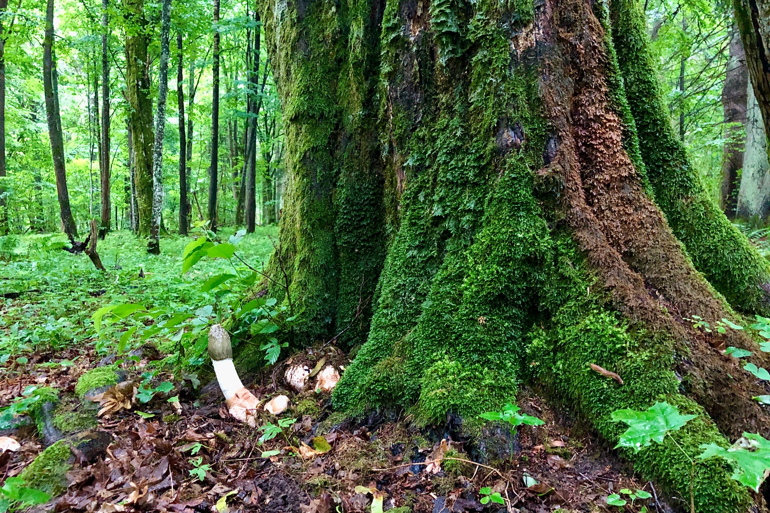 Summer 2020 trips in the Białowieża Forest – Wild Poland