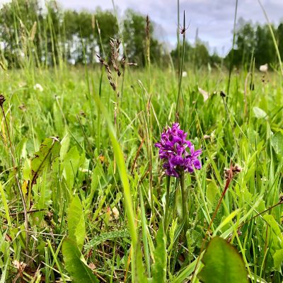 Early Marsh Orchid In The Białowieża Primeval Forest