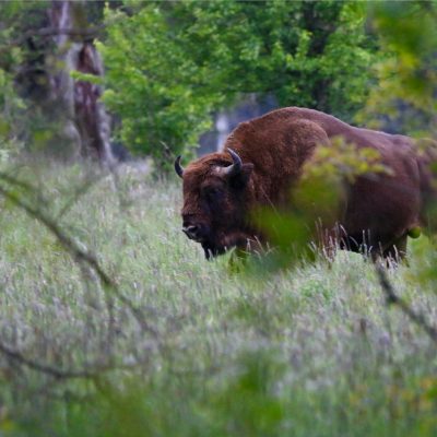 European Bison In The Białowieża Primeval Forest