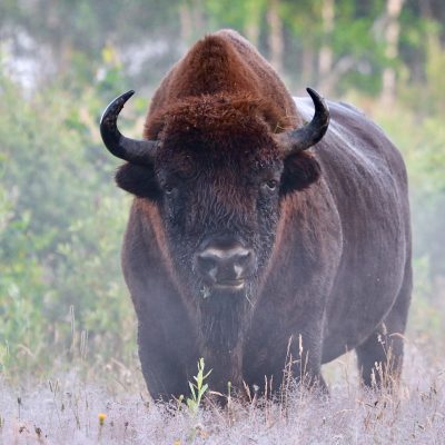 European Bison In The Białowieża Primeval Forest