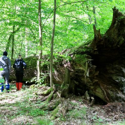 At A Huge Fallen Oak In The Białowieża Primeval Forest