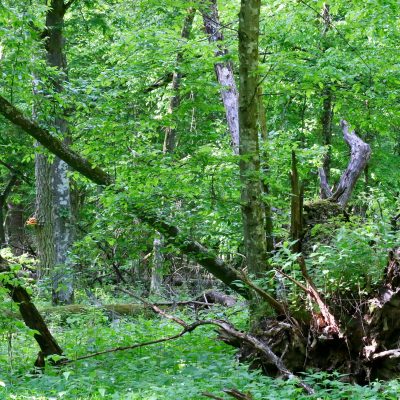 In The Primeval Białowieża Forest