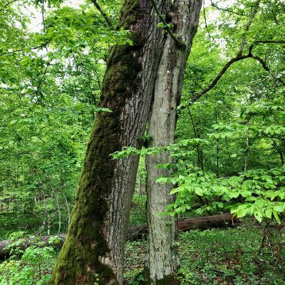 Hornbeam Hugging An Oak In The Primeval Białowieża Forest