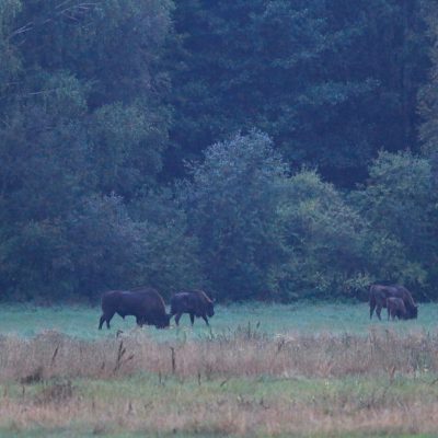 European Bison In The Białowieża Forest At Dawn