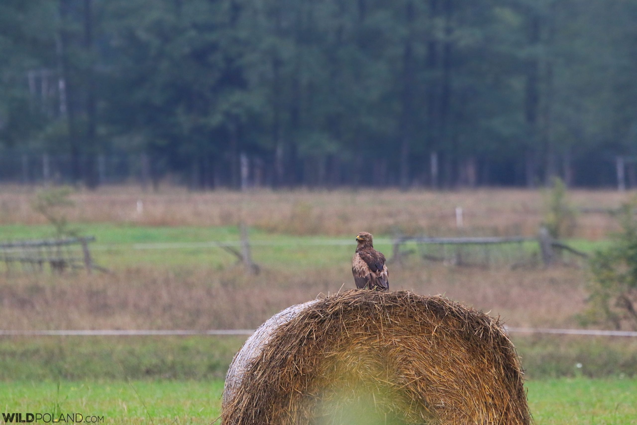 Lesser Spotted Eagle in the Białowieża Forest Lesser Spotted Eagle in the Białowieża Forest