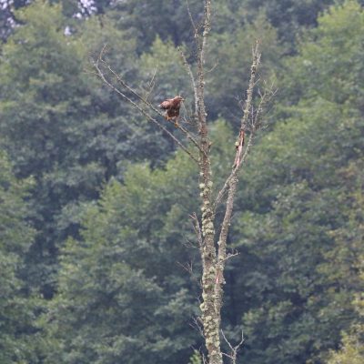 Lesser Spotted Eagle In The Białowieża Forest