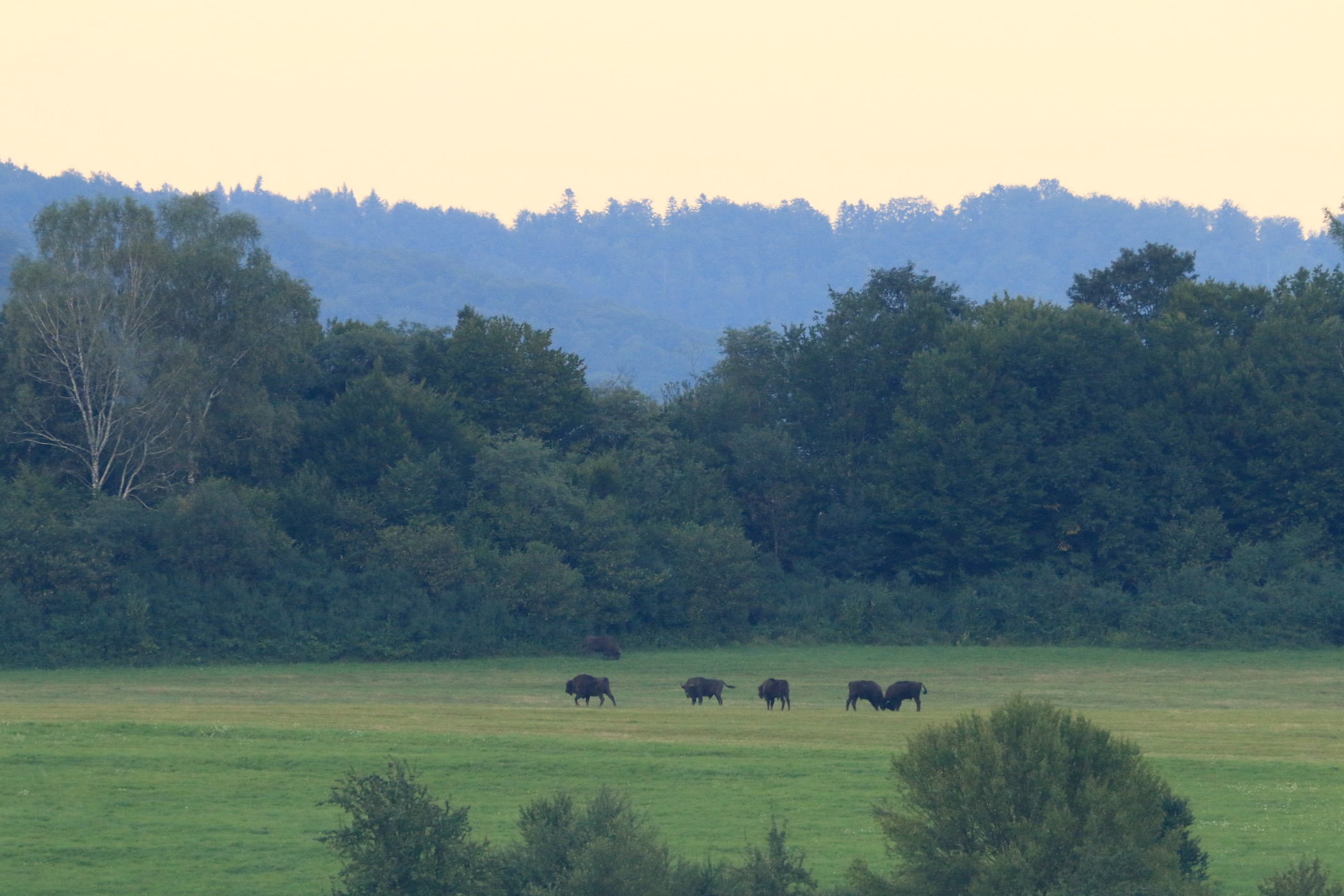 Bison in the Bieszczady, Carpathian Mts.