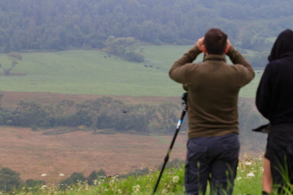 Mammal Watching At Dawn, Bieszczady Mts.