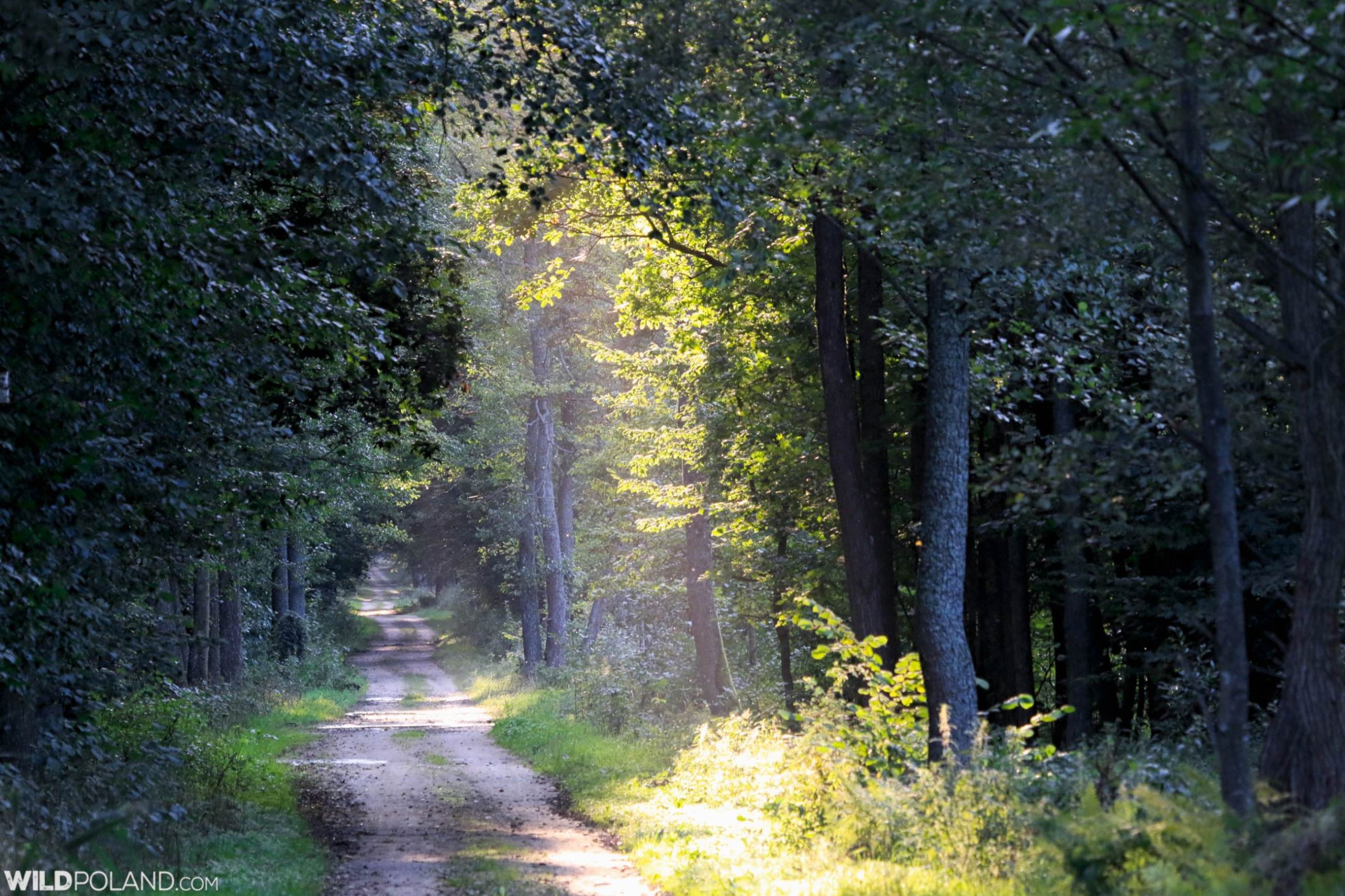 Walking in the Białowieża Forest at dusk. Walking in the Białowieża Forest at dusk.