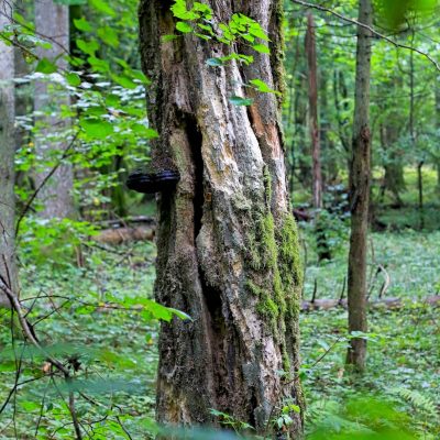 In The Strict Protection Area Of The Białowieża National Park