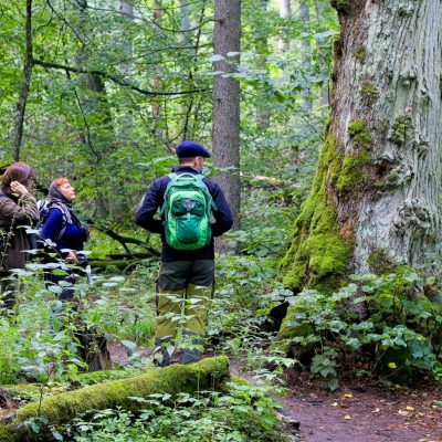 In The Strict Protection Area Of The Białowieża National Park